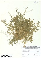 藏品(疏葉卷柏)的圖片